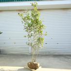 ショッピング和 庭木　植木：特選 男ヨウゾメ 大株　樹高160ｃｍ　*現品をお届け オトコヨウゾメ おとこようぞめ　佐川急便