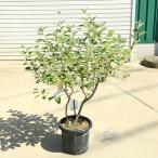 現品庭木　植木：シマグミ*マルバ�