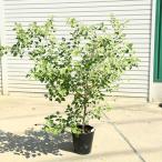 現品庭木　植木：シマグミ*マルバ�