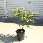  садовое дерево * растение * символ tree :tokiwa гамамелис 7 .(....)7 номер pot полная высота 80cm товар ограничен! * красный цветок tokiwa гамамелис синий лист белый ..