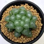 ショッピング多肉植物 多肉植物：ハオルチア オブツーサ*幅4cm