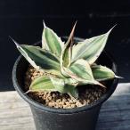 ショッピング多肉植物 ☆特価☆多肉植物：アガベ　五色万代*S 幅8ｃｍ