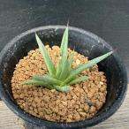 多肉植物：アガベアルボピロサ*Ｓ幅...