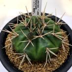 サボテン：ギムノカリキウム勇将丸*...