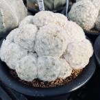 もふもふなサボテン マミラリア 白星の育て方 ゆるぷ