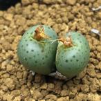 多肉植物：コノフィツムノタタム*幅...