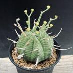 ☆特価☆多肉植物：ユーフォルビア バリダ*M　幅6ｃｍ