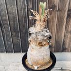 コーデックス：ブーファンディスティ...