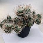  cactus :ma Mira rear white dragon circle ..* width 26cm reality goods one goods limit 
