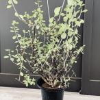 多肉植物：ユーフォルビアポリヤンサ...