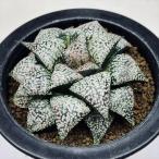 多肉植物：ハオルチア関西系モザイク...