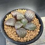 多肉植物：ハオルチアスプリングボク...