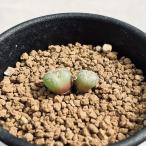 多肉植物：コノフィツムスキツルム清...