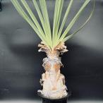 コーデックス：ブーファンディスティ...