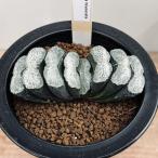 多肉植物：ハオルチア　玉扇　塚原氏　実生A*幅9ｃｍ　現品　一品限り