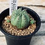 多肉植物:ユーフォルビア オベサ梵天*幅3.5cm