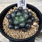 多肉植物:ハオルチア オブツーサ ディープパープル*幅4.5cm