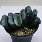 多肉植物：ハオルチア大型玉扇N-5...