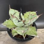 ショッピング多肉植物 ☆特価☆多肉植物：アガベ　チタノタ*幅13ｃｍ　現品！一品限り