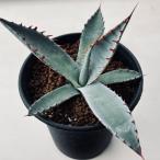 ショッピング多肉植物 多肉植物：アガベ　屈原の実扇*M　幅13ｃｍ