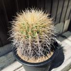 サボテン：エキノカクタス金鯱*幅1...
