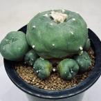 サボテン：ロフォフォラディフューサ...