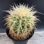 サボテン：エキノカクタス白刺金鯱*...
