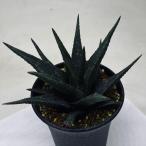 多肉植物：ハオルチアI氏スカブラア...
