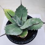 ショッピング多肉植物 多肉植物：アガベ ナサビオラム*幅20ｃｍ