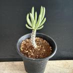 コーデックス：チレコドンペアルソニ...