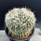 サボテン：マミラリア白蛇丸*幅10...