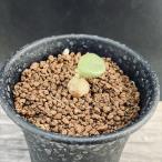 コーデックス：チレコドンオペリー*...