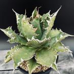  succulent plant : agave chitanota* width 21cm reality goods! one goods limit 