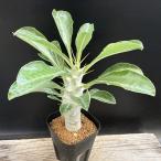 ☆特価☆コーデックス：パキポディウ...