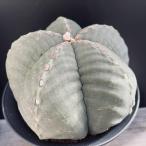 サボテン：アストロフィツム　成田氏タマウ