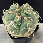 サボテン：ギムノカリキウム狂刺海王...