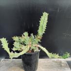 コーデックス：ユーフォルビアトルチ...