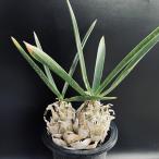 コーデックス：ウルギネア エピゲア　ダブルヘッド*塊根幅15ｃｍ　現品！一品限り