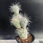 サボテン：テフロカクタス　アレキサンデリ　ブルチ*幅12ｃｍ　現品！一品限り　※傷あり