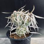 サボテン：テフロカクタス　シリンガカンツス*M　幅8.5ｃｍ　現品！一品限り　※傷あり