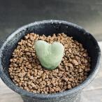 多肉植物：コノフィツム蛇の目*幅2...