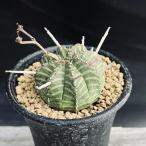 コーデックス：ユーフォルビアバリダ...