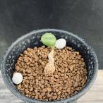 コーデックス：チレコドンオペリー*...