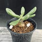 コーデックス：チレコドンスルフレウ...