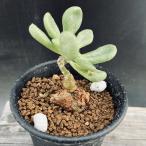 コーデックス：チレコドンスルフレウ...