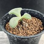 コーデックス：チレコドンノルティ*...