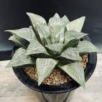 多肉植物：ハオルチアコンプトニアナ...