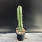 �T�{�e���F�����Y�i�\�f�K�E���j*��3����