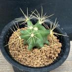 サボテン：フェロカクタス王冠竜実生...