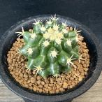 サボテン：エキノカクタスパーマネン...